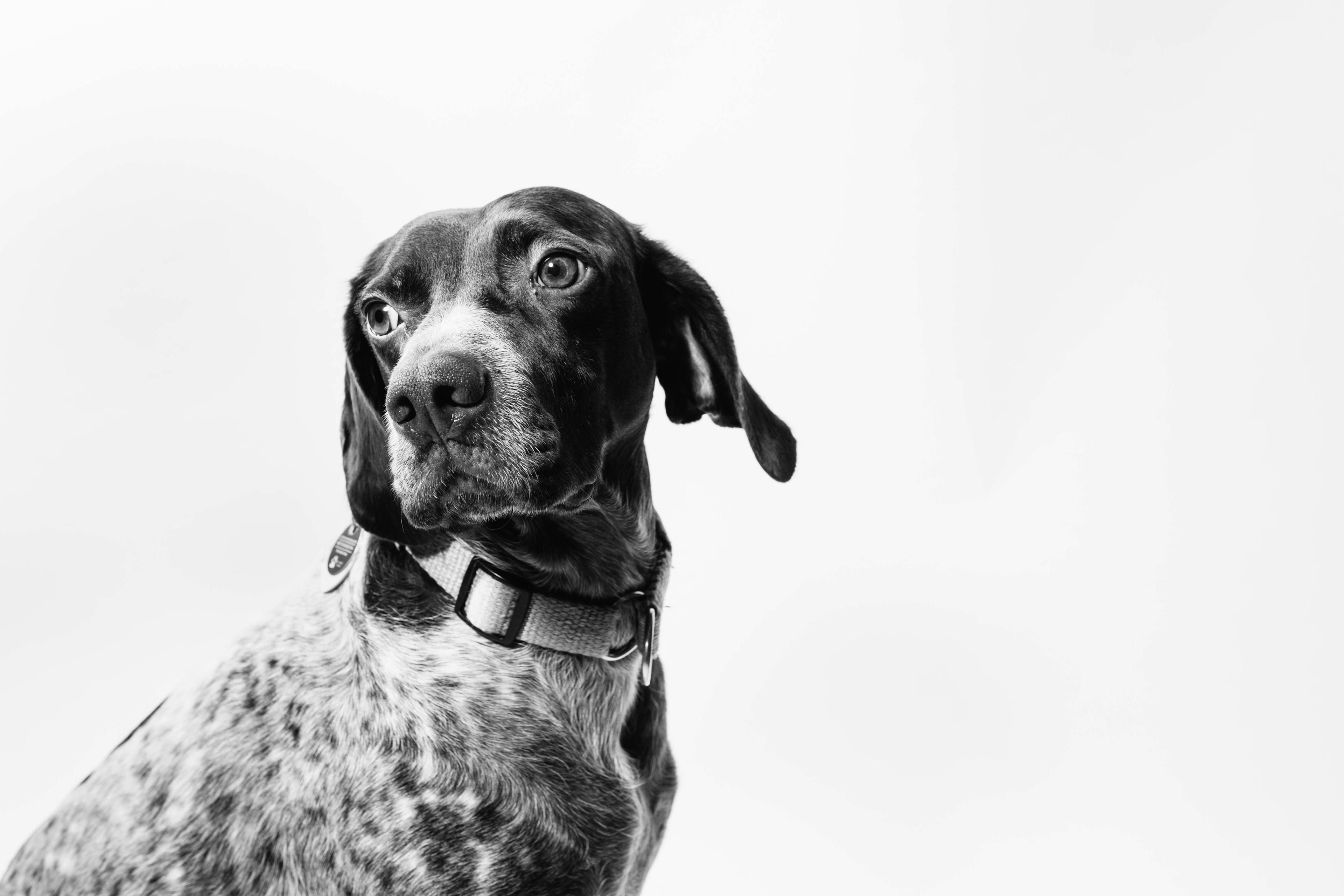 Photograph of a dog, taken by Fabian Gieske